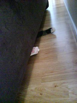 Ser du henne? Tassarna sticker fram under soffan :-)