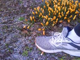 Mina fina FILA skor bland vårblomster. De njöt minst lika mycket som mig av att få komma ut även om det mest kändes trögt.