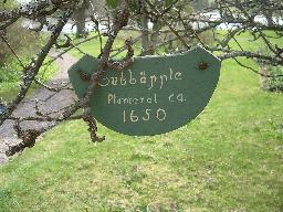 Sveriges äldsta äppelträd finns här! Och det är GAMMALT