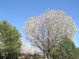 Blommande träd i Albuquerque just nu