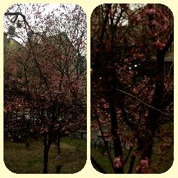 Körsbärsträden blommar även här. :-)