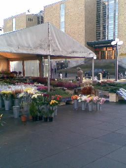 Inte bara på Hötorget det finns vackra blommor att välja mellan. Även på Medborgarplatsen finns det att både se, lukta, känna på och köpa. Bakom tältet skymtar ingången till...