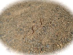 En del gillar inte ormar men jag tycker de är ganska coola. Ett säkert tecken på att det är värme på G! :-)