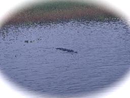 Det är lätt att missa de där alligatorerna. De ligger stilla som stenar och väntar på… Ja vad?  En senig, klen löpare kan ju inte vara mycket att ha tänker jag. ;-)