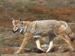 Dock inte just denna för Coyoten var snabbare än vi med kameran