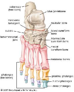 Fotens anatomi